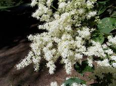 Šeřík japonský (Syringa reticulata)