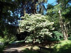 Šeřík japonský (Syringa reticulata)