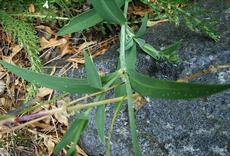 Silenka nadmutá (Silene vulgaris)