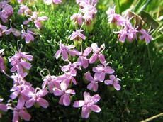 Silenka bezlodyžná (Silene acaulis)