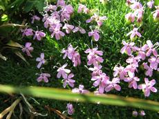 Silenka bezlodyžná (Silene acaulis)