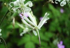 Silenka nící (Silene nutans)