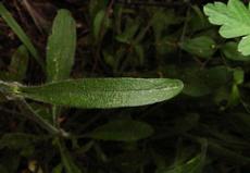 Silenka nící (Silene nutans)