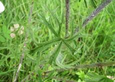 Sléz pižmový (Malva moschata)