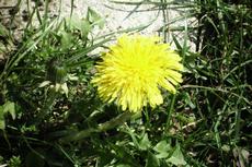 Smetanka lékařská (Taraxacum officinale)