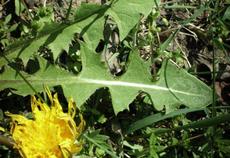 Smetanka lékařská (Taraxacum officinale)