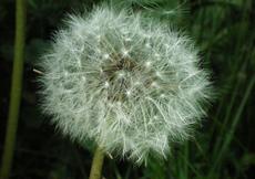 Smetanka lékařská (Taraxacum officinale)