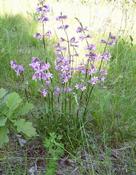 Smolnička obecná (Lychnis viscaria )