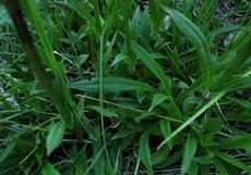 Smolnička obecná (Lychnis viscaria )