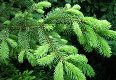 Smrk ztepilý (Picea abies)