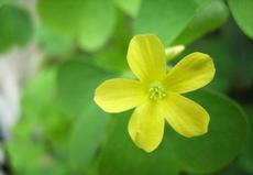 Šťavel tuhý (Oxalis stricta)