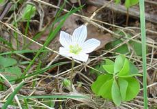 Šťavel kyselý  (Oxalis acetosella) - Fotografie převzata od rodiny Riegerových=).