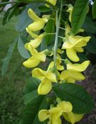 Štědřenec odvislý (Laburnum anagyroides)