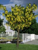 Štědřenec odvislý (Laburnum anagyroide)