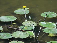 Stulík žlutý (Nuphar lutea)