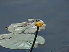 Stulík žlutý (Nuphar lutea)