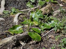 Stulík žlutý (Nuphar lutea)