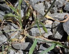 Sveřep měkký (Bromus hordeaceus)