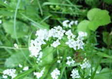 Svízel povázka (Galium mollugo)