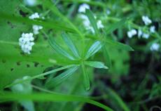 Svízel povázka (Galium mollugo)