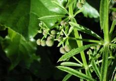 Svízel přítula (Galium aparine)