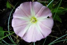 Svlačec rolní (Convolvulus arvensis)