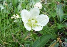 Tolije bahenní (Parnasia palustris)