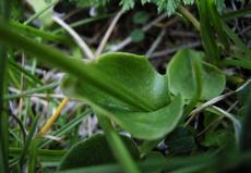 Tolije bahenní (Parnasia palustris)