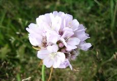 Trávnička obecná (Armeria vulgaris)