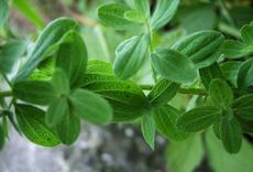 Třezalka tečkovaná (Hypericum perforatum)