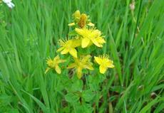 Třezalka chlupatá  (Hypericum hirsutum)