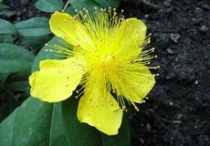 Třezalka kališní (Hypericum calycinum)