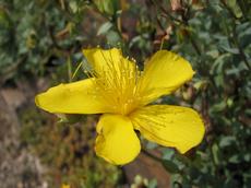 Třezalka olympská (Hypericum olympicum)