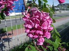 Trnovník lepkavý (Robinia viscosa)