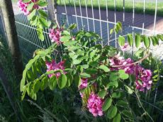 Trnovník lepkavý (Robinia viscosa)