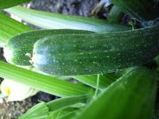 Tykev obecná ‘Nefertiti’ (Cucurbita pepo ‘Nefertiti’)