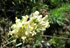 Úročník bolhoj (Anthyllis vulneraria)