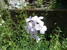 Večernice vonná (Hesperis matronalis)