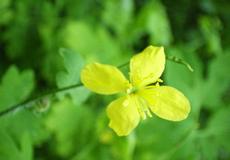 Vlaštovičník větší (Chelidonium majus)