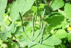 Vlaštovičník větší (Chelidonium majus)