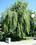 Vrba babylonská  (Salix babylonica)