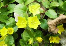 Vrbina penízková  (Lysimachia nummularia)