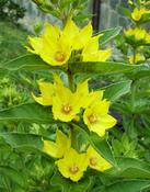 Vrbina tečkovaná  (Lysimachia punctata)