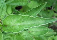 Vrbina tečkovaná  (Lysimachia punctata)