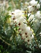 Vřesovec darleydalský (Erica darleyensis)