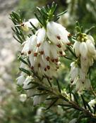 Vřesovec darleydalský (Erica darleyensis)