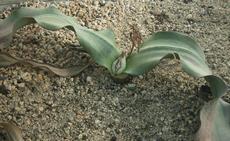 Welwitschie podivná (Welwitschia mirabilis)