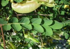 Žanovec měchýřník (Colutea arborescens)