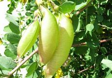 Žanovec měchýřník (Colutea arborescens)