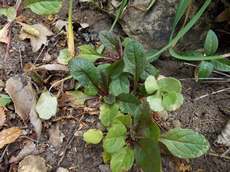 Zběhovec plazivý (Ajuga reptans)